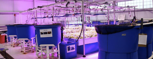 Aquaponics System