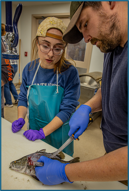 Processing aquaponic fish
