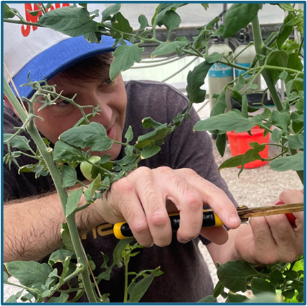 Student harvesting aquaponics plants