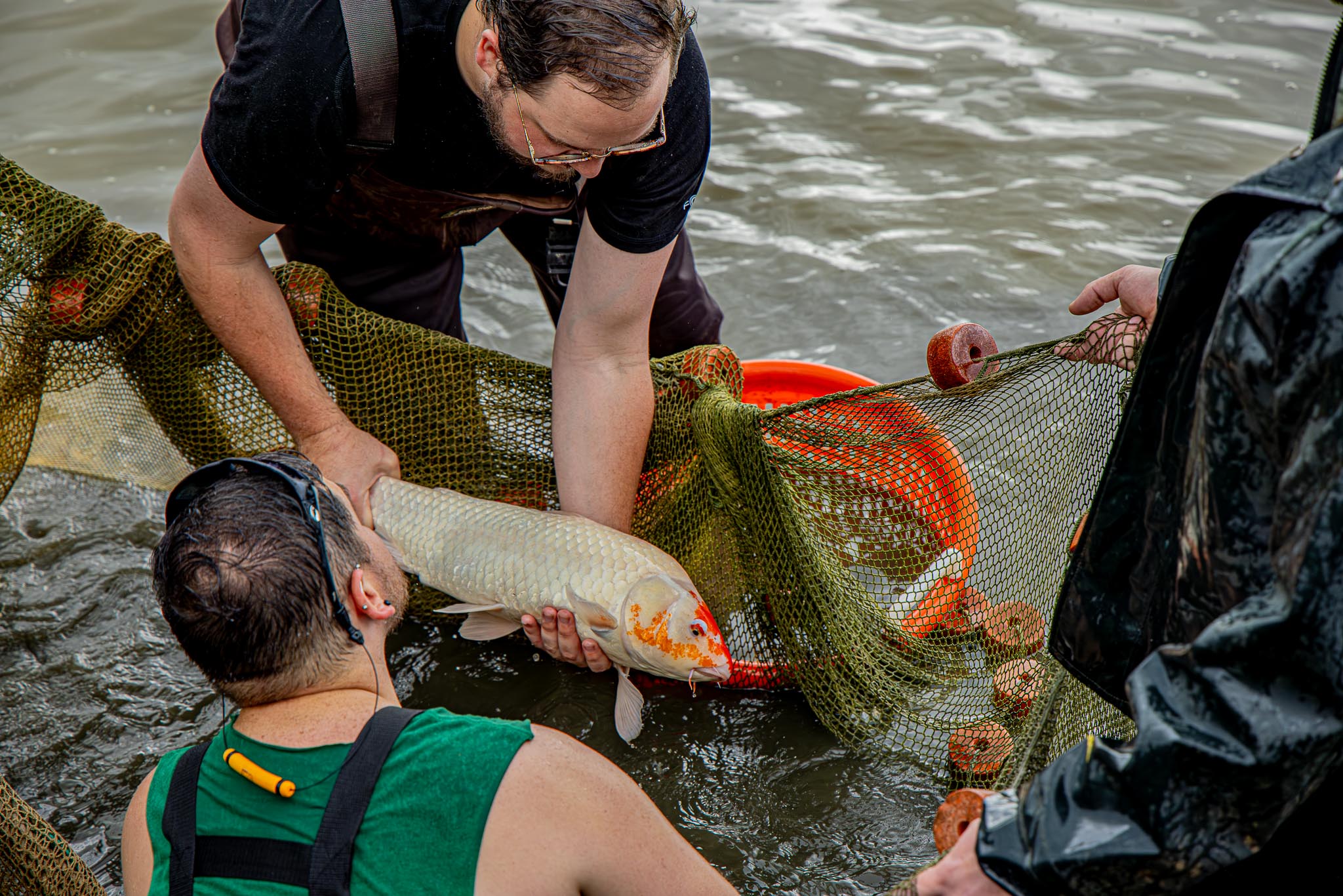 Harvesting Koi