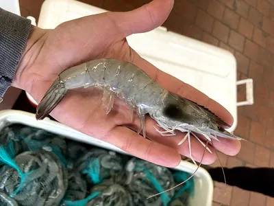 Food Chain Shrimp