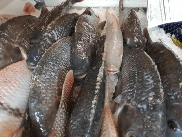 Food Chain Tilapia