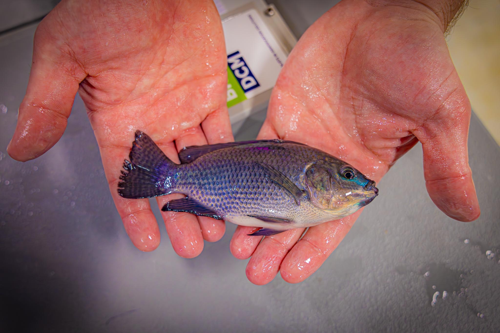 Tilapia