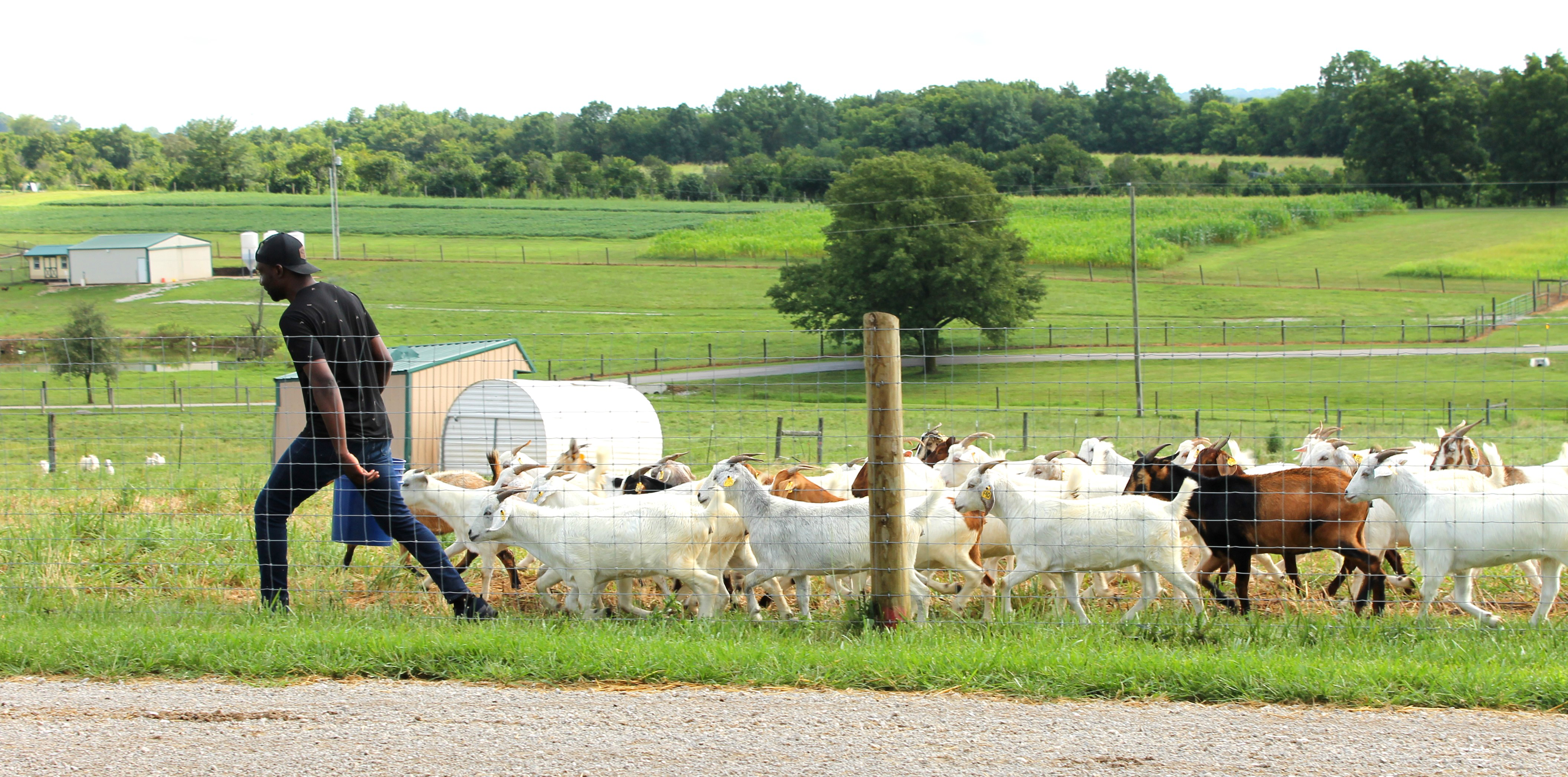 Goat Herd