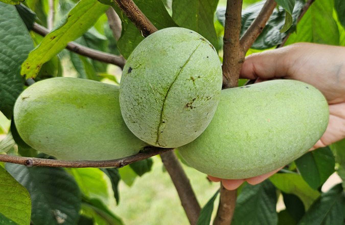 Pawpaw fruit